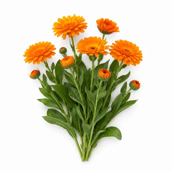 Calendula herb Calendula officinalis botanical ingredient Botanical Embers Co Fresh Blend Dawn Classic Blend Day nicotine free herbal smoking blend