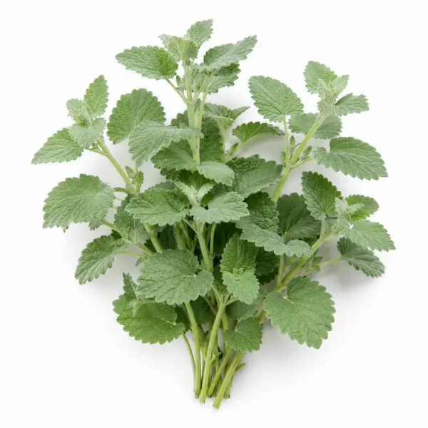 Catnip herb Nepeta cataria botanical ingredient Botanical Embers Co Fresh Blend Dawn Smooth Blend Dusk nicotine free herbal smoking blend