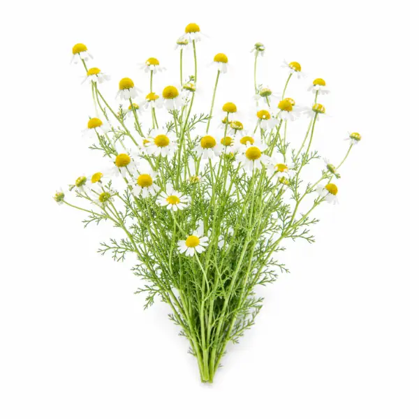 Chamomile herb Matricaria chamomilla botanical ingredient Botanical Embers Co Smooth Blend Dusk nicotine free herbal smoking blend