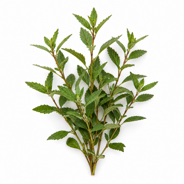 Damiana herb Turnera diffusa botanical ingredient Botanical Embers Co Fresh Blend Dawn Classic Blend Day nicotine free herbal smoking blend