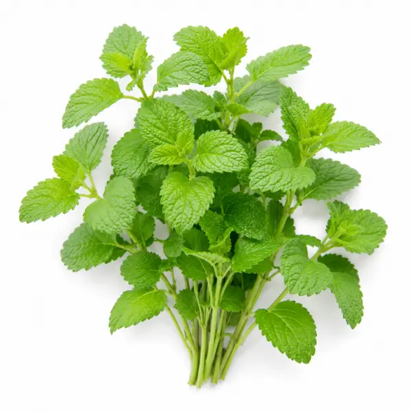 Lemon Balm herb Melissa officinalis botanical ingredient Botanical Embers Co Fresh Blend Dawn Smooth Blend Dusk nicotine free herbal smoking blend