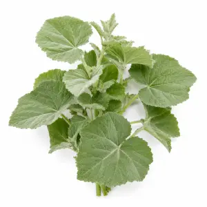 Marshmallow Leaf herb Althaea officinalis botanical ingredient Botanical Embers Co Classic Blend Day Smooth Blend Dusk nicotine free herbal smoking blend