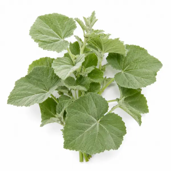 Marshmallow Leaf herb Althaea officinalis botanical ingredient Botanical Embers Co Classic Blend Day Smooth Blend Dusk nicotine free herbal smoking blend
