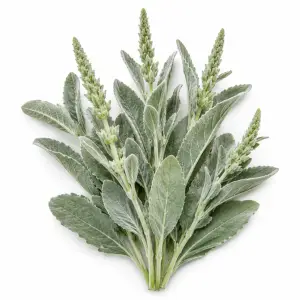 Mullein herb Verbascum thapsus botanical ingredient Botanical Embers Co Fresh Blend Dawn Smooth Blend Dusk nicotine free herbal smoking blend