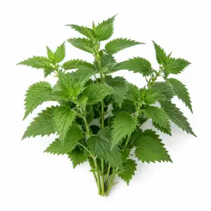 Nettle herb Urtica dioica botanical ingredient Botanical Embers Co Smooth Blend Dusk nicotine free herbal smoking blend