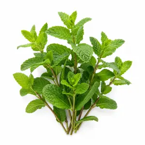 Peppermint herb Mentha piperita botanical ingredient Botanical Embers Co Fresh Blend Dawn nicotine free herbal smoking blend