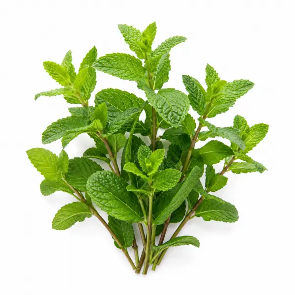 Peppermint herb Mentha piperita botanical ingredient Botanical Embers Co Fresh Blend Dawn nicotine free herbal smoking blend