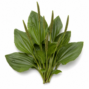 Plantain herb Plantago lanceolata botanical ingredient Botanical Embers Co Smooth Blend Dusk nicotine free herbal smoking blend
