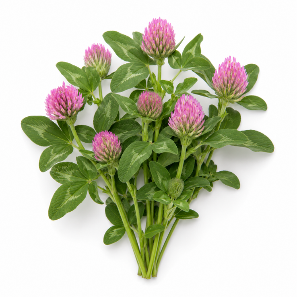 Red Clover herb Trifolium pratense botanical ingredient Botanical Embers Co Classic Blend Day Smooth Blend Dusk nicotine free herbal smoking blend
