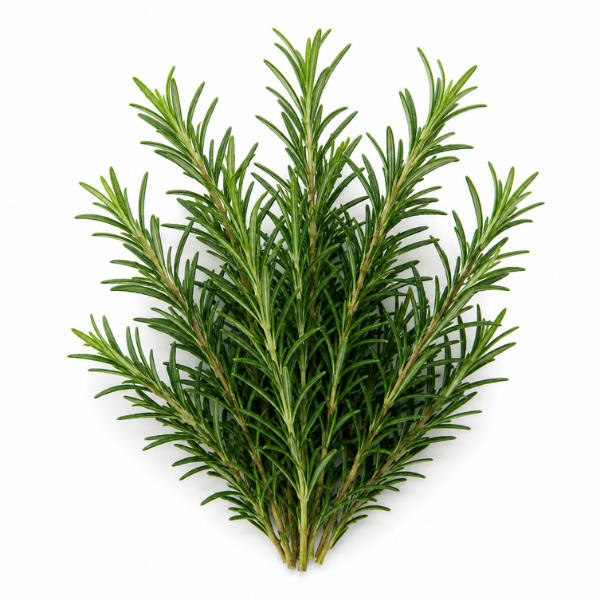 Rosemary