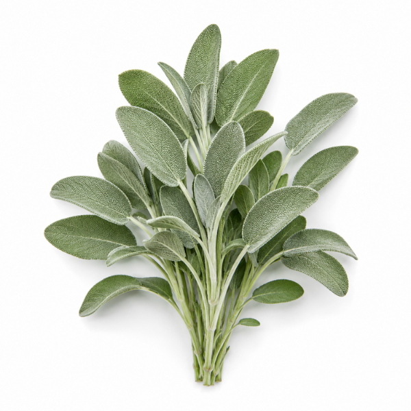 Sage herb Salvia officinalis botanical ingredient in Botanical Embers Co Classic Blend Day nicotine free herbal smoking blend
