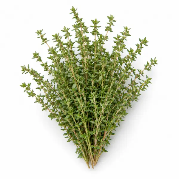 Thyme herb Thymus vulgaris used in Botanical Embers Co DUSK Smooth Blend nicotine free botanical smoking blend